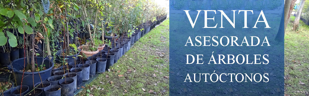 VENTA DE ÁRBOLES | Bosques de Cantabria